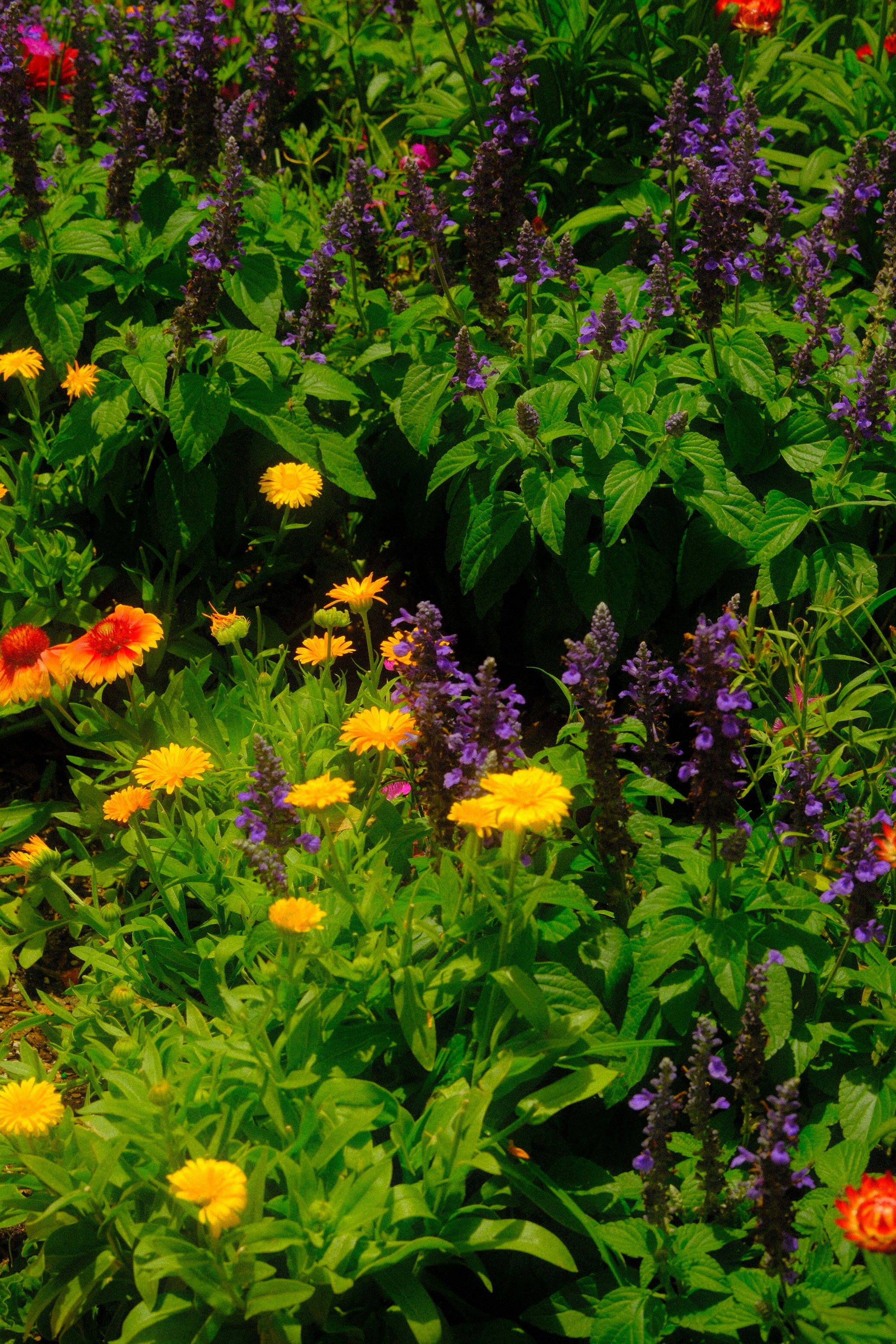 A colorful garden boasts bright flowers and greenery.